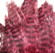 ������� ���� Hen feathers ������ ����� ������� (������)